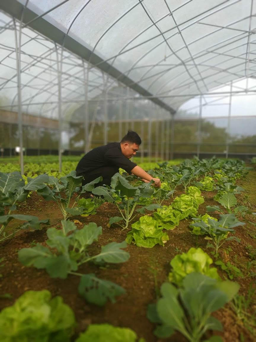 Meliá Ba Vì Mountain Retreat trồng nhiều loại rau trong vườn hữu cơ Balansa để sử dụng cho nhà hàng, khu chăm sóc spa cũng như bếp ăn nhân viên.
